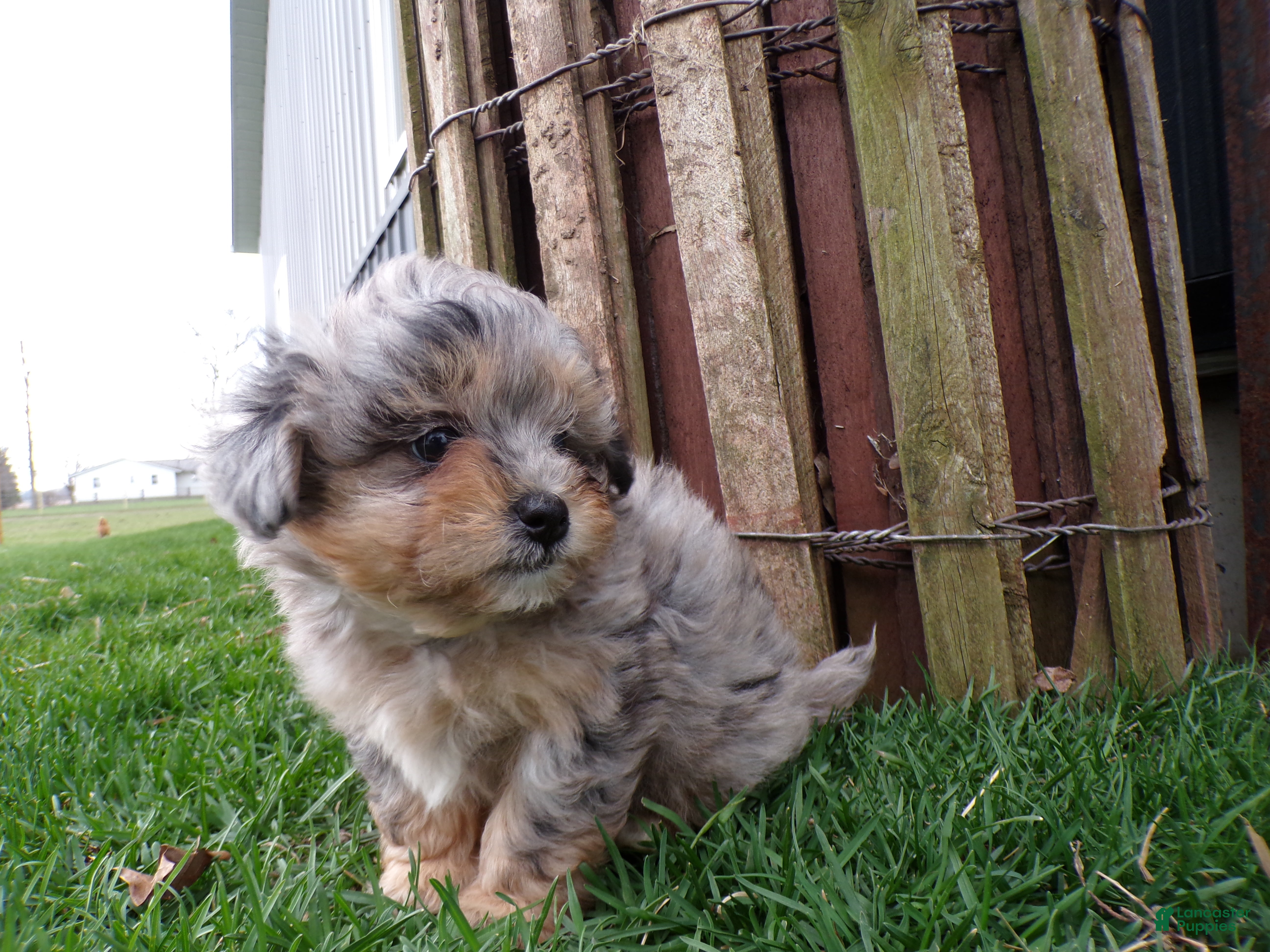 Shihpoo dogs patrick - Ad 1