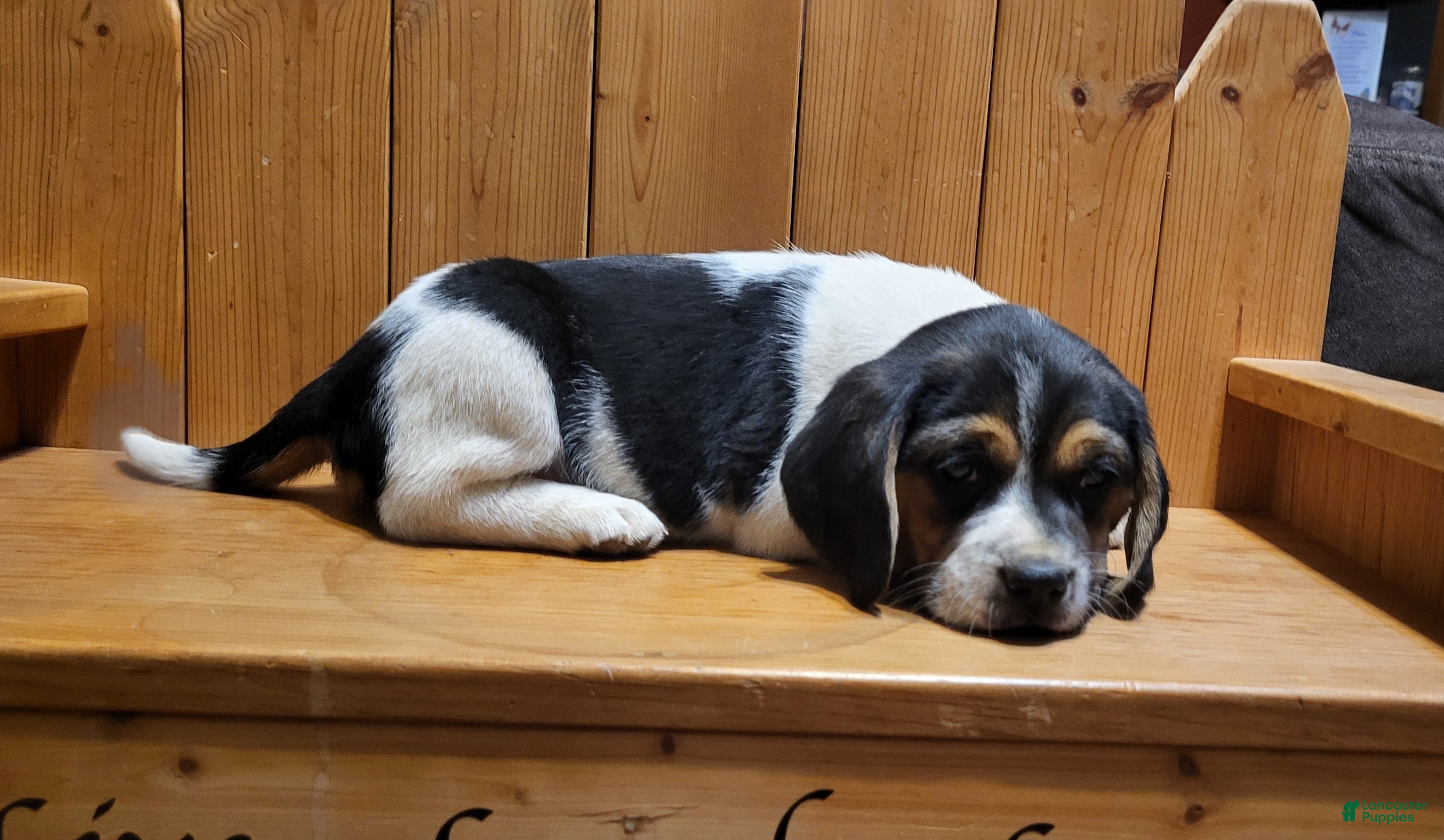 Puggle dogs Sophie - Ad 29