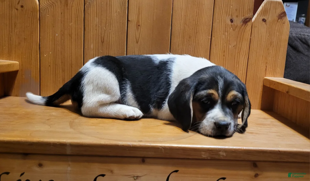 Puggle dogs for sale: Sophie - Ad 2