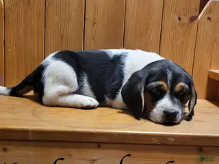 Puggle dogs Sophie - Ad 29