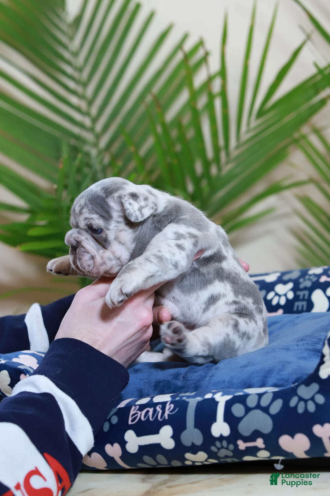 French Bulldog dogs for sale: Rio - Ad 5