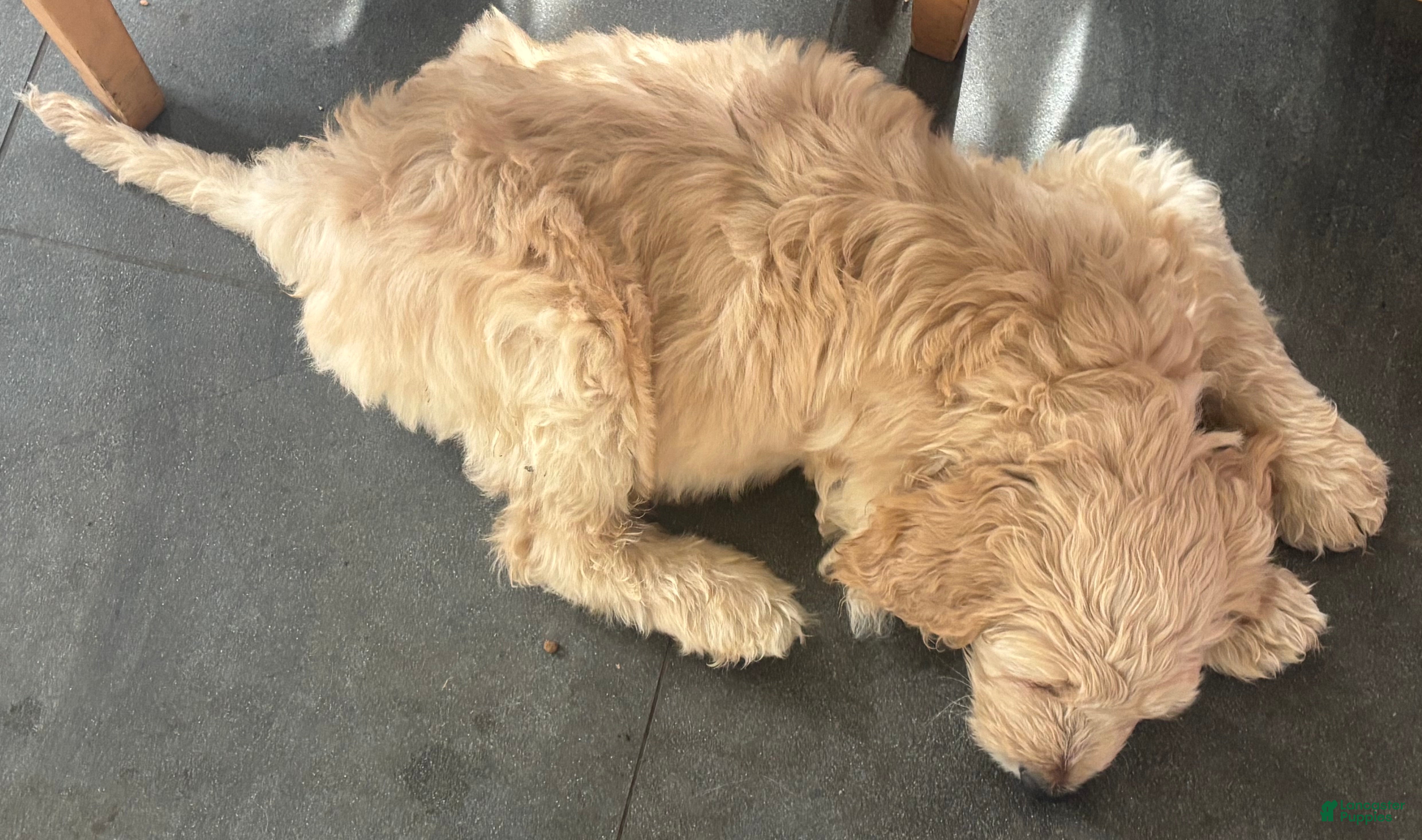 Mixed Breed dogs PJ - Ad 1