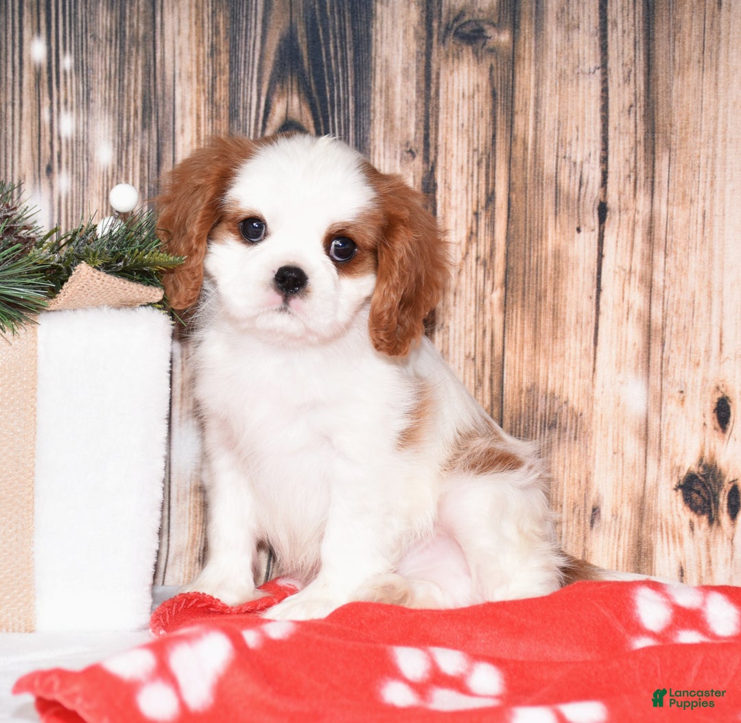 Cavalier King Charles Spaniel dogs for sale: Axel - Ad 1