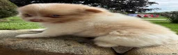 Pomeranian dogs for sale: Andy - Ad 13