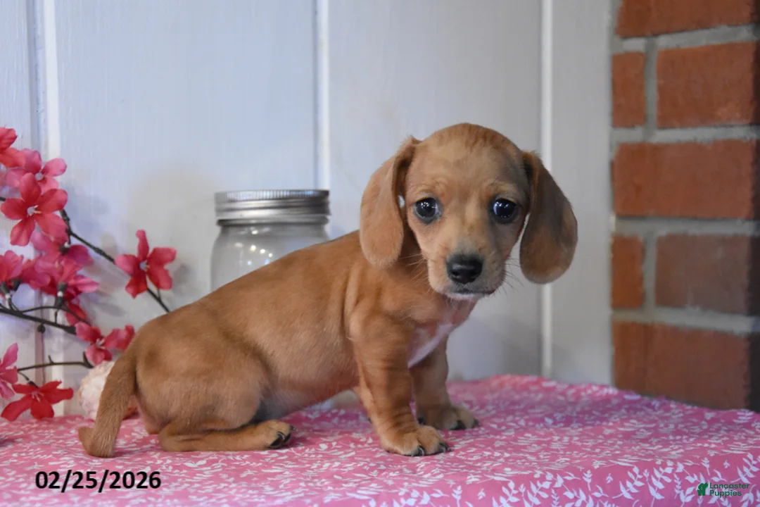 Miniature Dachshund dogs for sale: Kristen - Ad 1