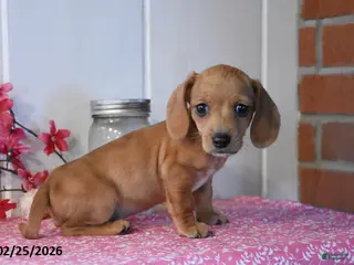 Miniature Dachshund dogs for sale: Kristen - Ad 1