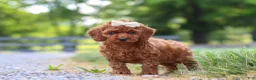 Cavapoo dogs for sale: Hailey - Ad 4