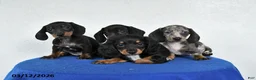 Miniature Dachshund dogs for sale: Marty - Ad 5