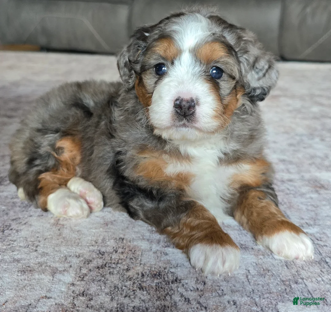 Mini Bernedoodle dogs for sale: Mini Izzy - Ad 1