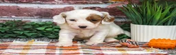 Cavapoo dogs for sale: Astro - Ad 4