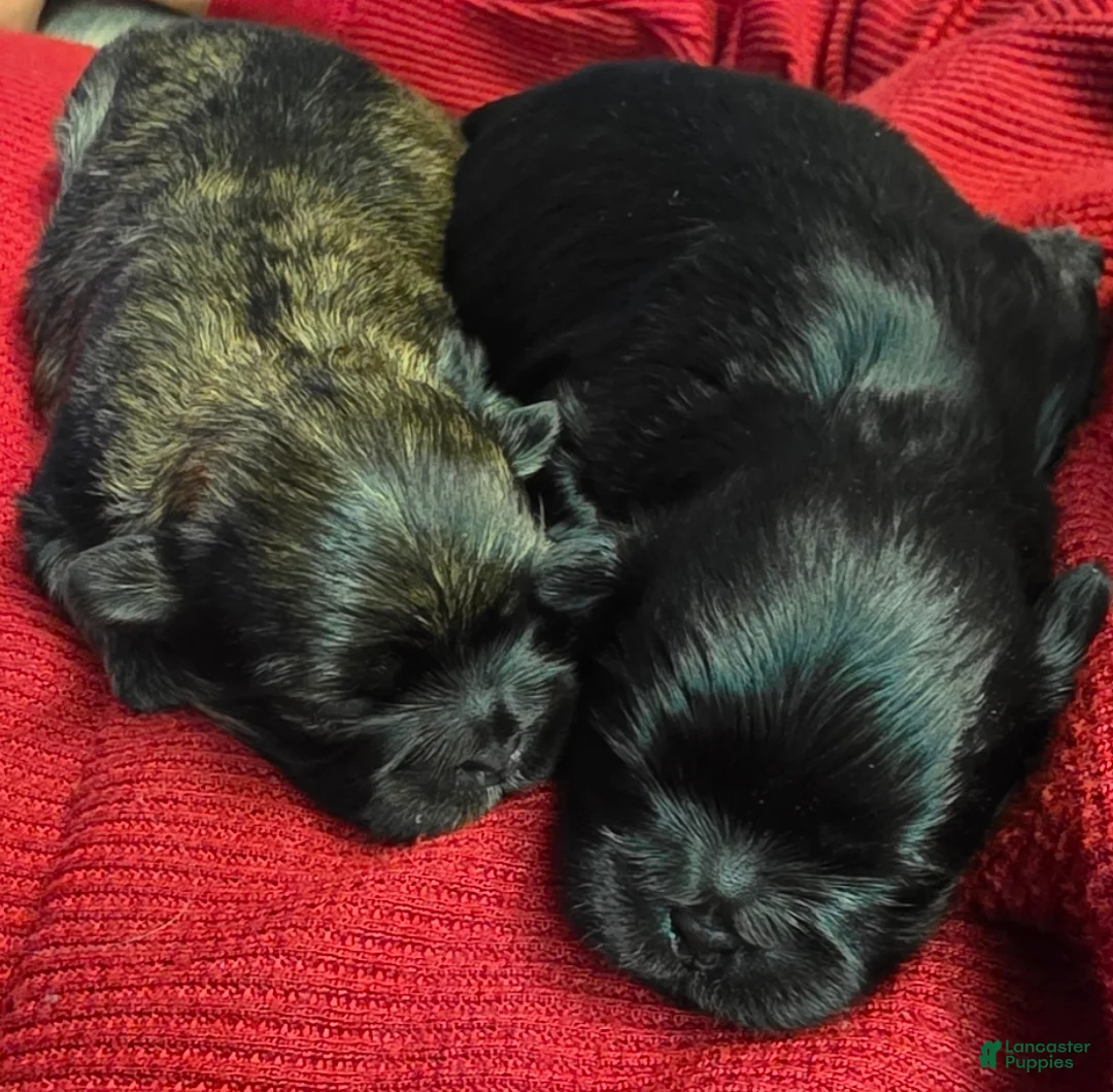 Malshi dogs for sale: Brindle - Ad 3