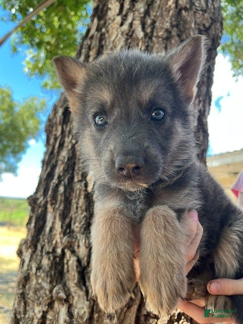 German Shepherd dogs for sale: Mighty Mouse- Tan Blue AKC German Shepherd - Ad 10