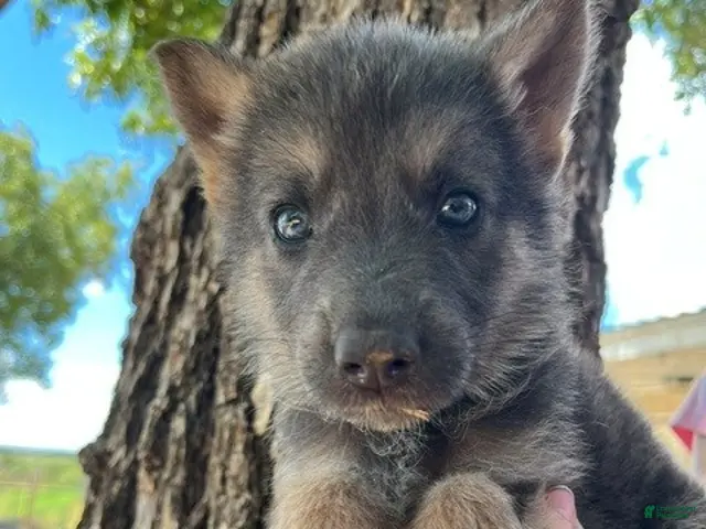 German Shepherd dogs for sale: Mighty Mouse- Tan Blue AKC German Shepherd - Ad 10