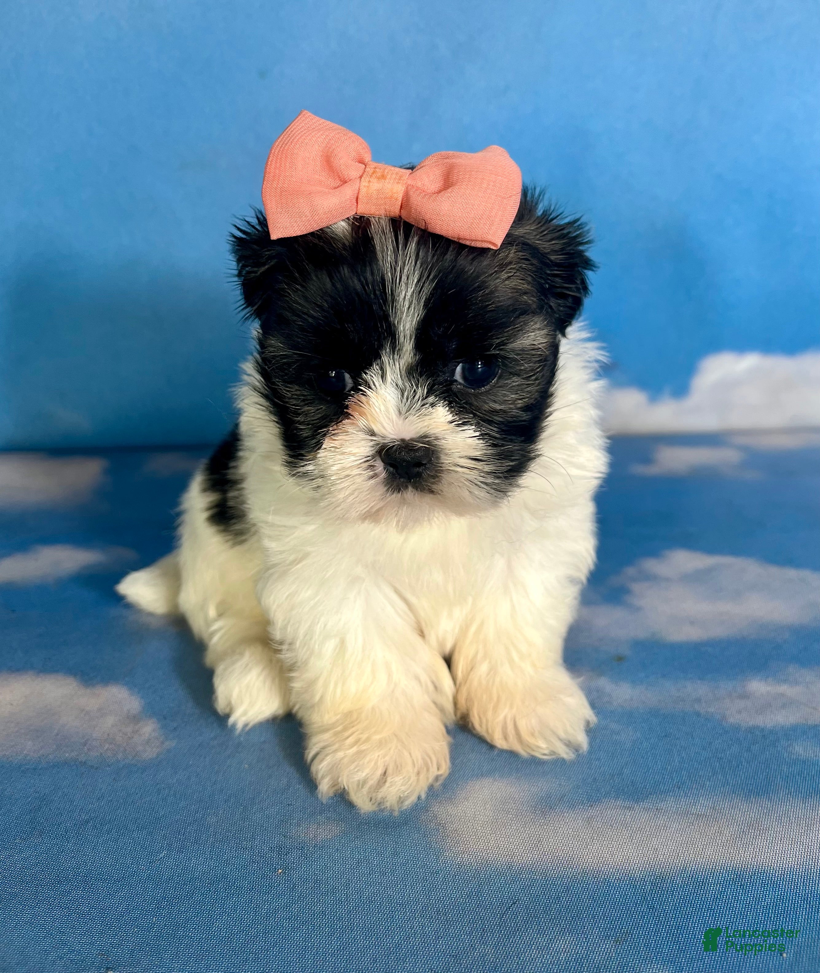 Teddy Bear dogs Ruby - Ad 1