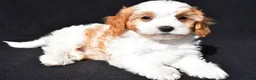 Cavapoo dogs for sale: Charlie - Ad 1