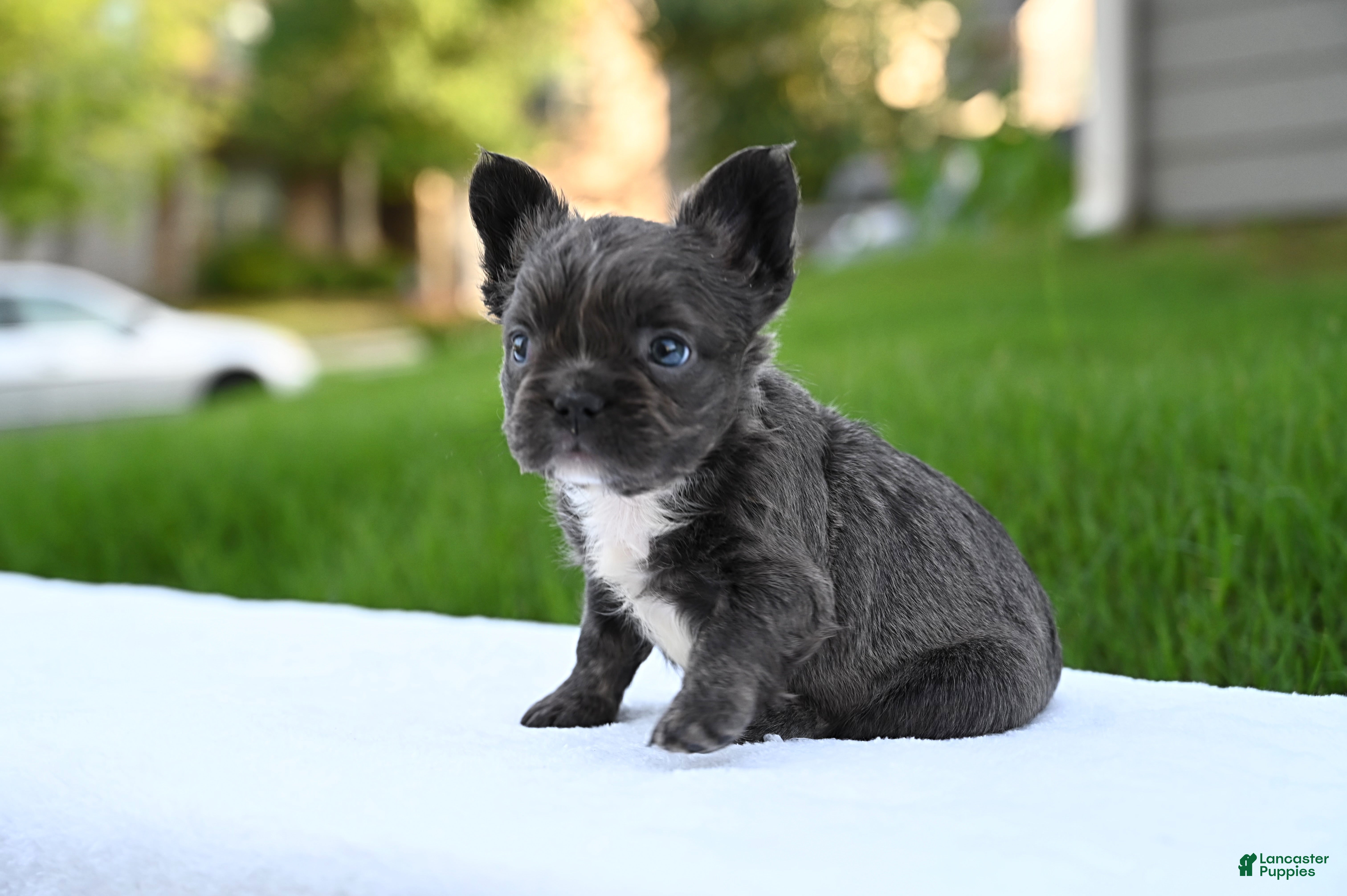 French Bulldog dogs French Bulldog 2 - Ad 1