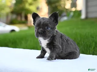 French Bulldog dogs for sale: French Bulldog 2 - Ad 1