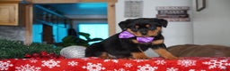 Rottweiler dogs for sale: Gabby - Ad 2
