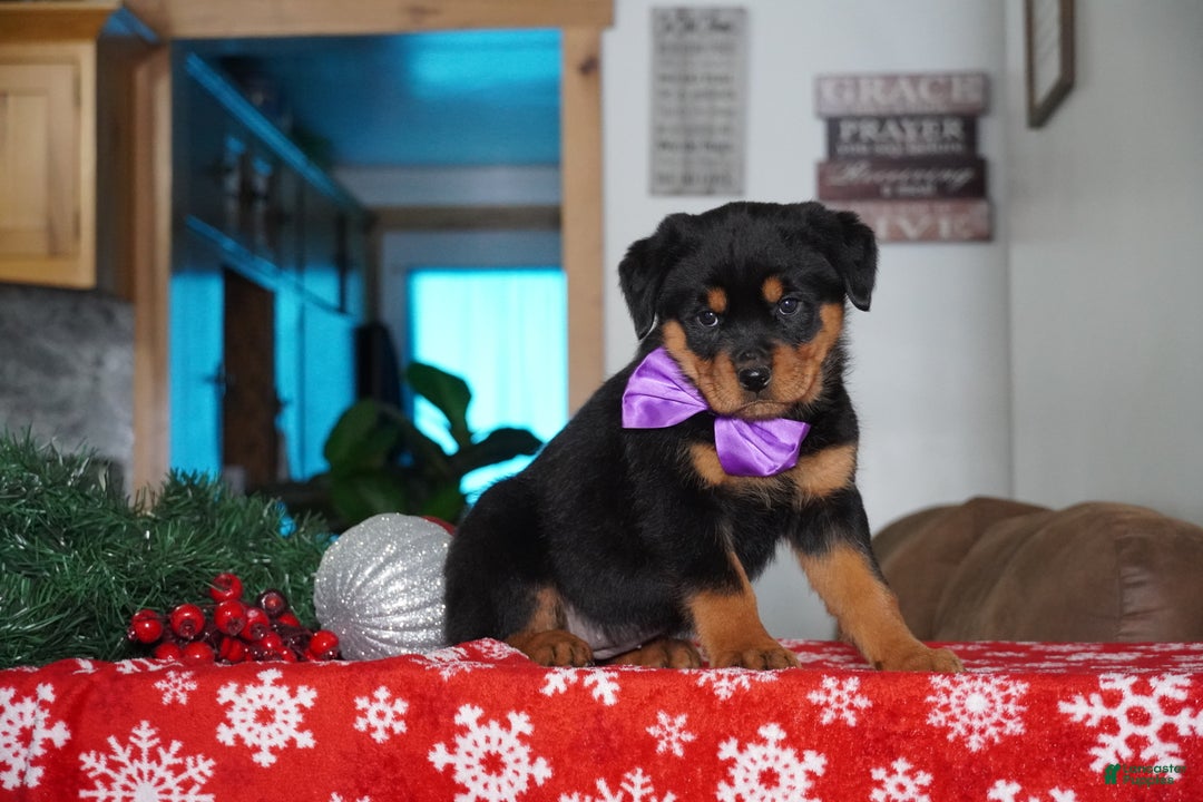 Rottweiler dogs for sale: Gabby - Ad 2