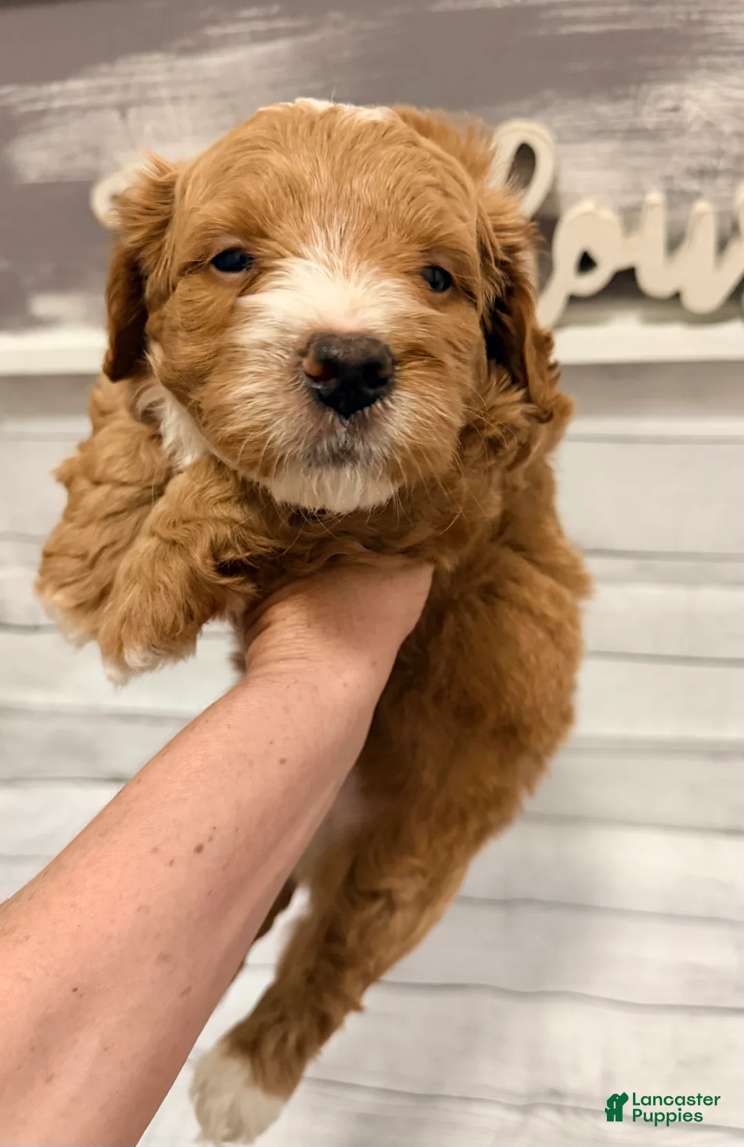 Mini Goldendoodle dogs for sale: Mini Goldendoodle Puppy 3 - Ad 1