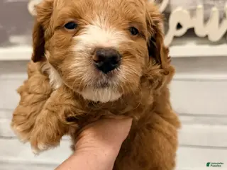 Mini Goldendoodle dogs for sale: Mini Goldendoodle Puppy 3 - Ad 1