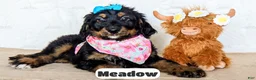 Bernedoodle dogs for sale: Meadow - Ad 8