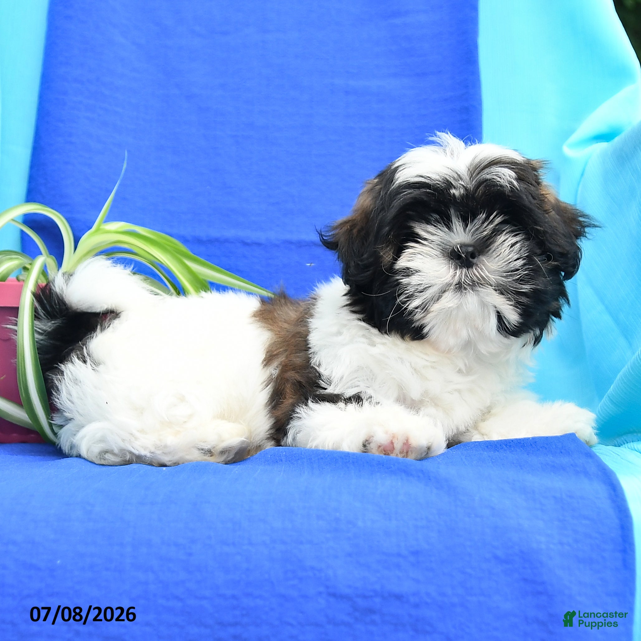 Shih Tzu dogs Conrad - Ad 2