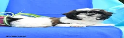 Shih Tzu dogs for sale: Conrad - Ad 2
