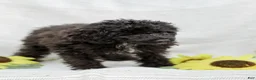 Cavapoo dogs for sale: Kenny - Ad 15
