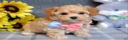 Maltipoo dogs for sale: Paisley  - Ad 5