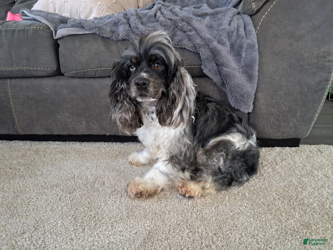 Cockapoo dogs for sale: cj - Ad 10