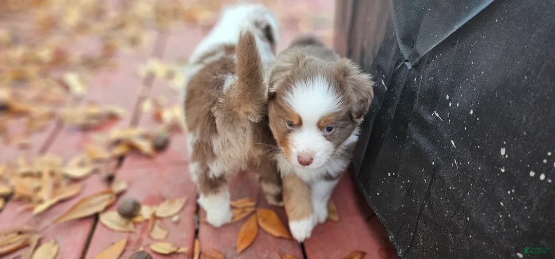 Miniature Australian Shepherd dogs for sale: Bread - Ad 8