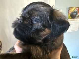 Brussels Griffon dogs - Ad 3