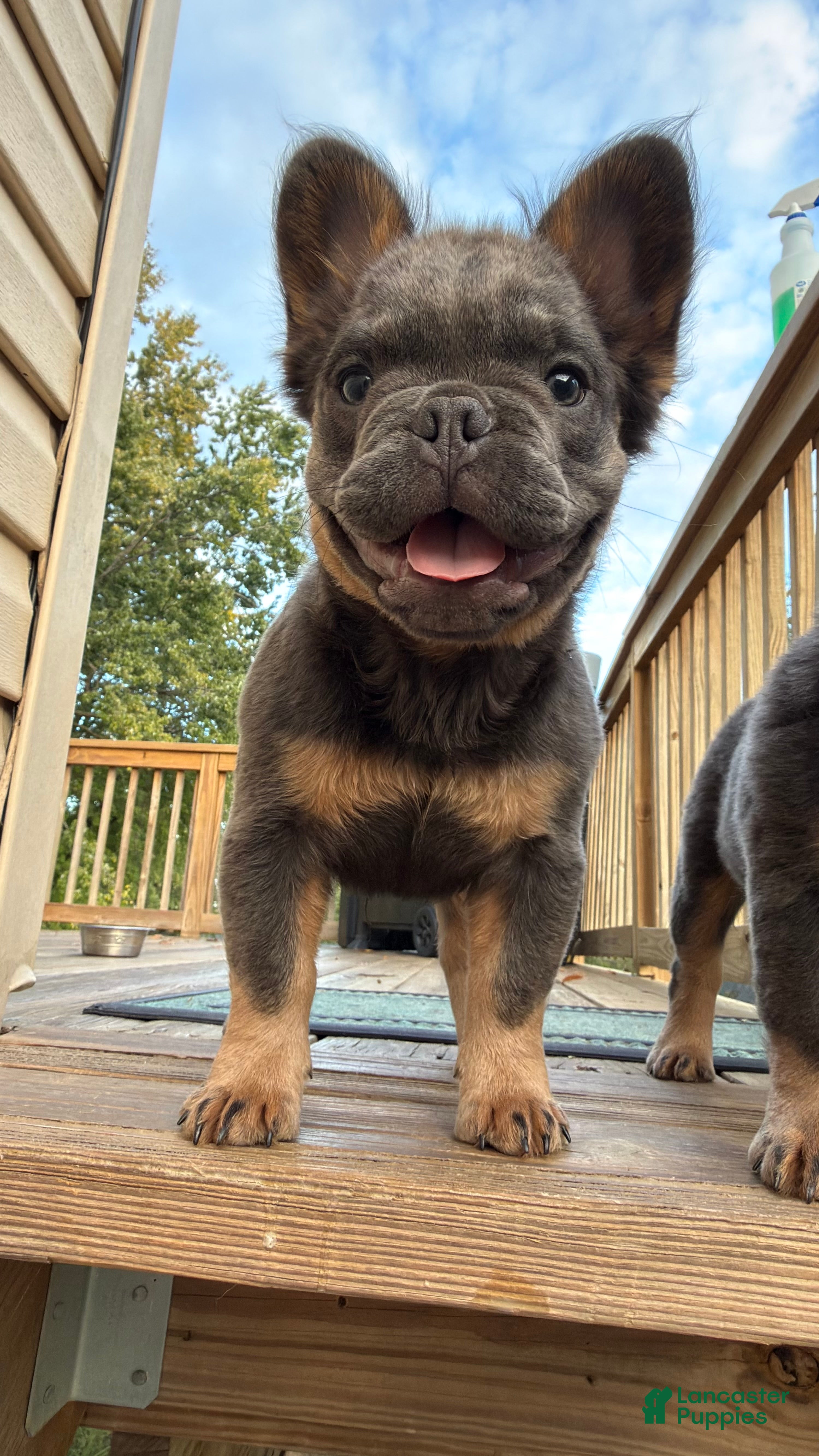 French Bulldog dogs for sale: Seven Jr - Ad 1