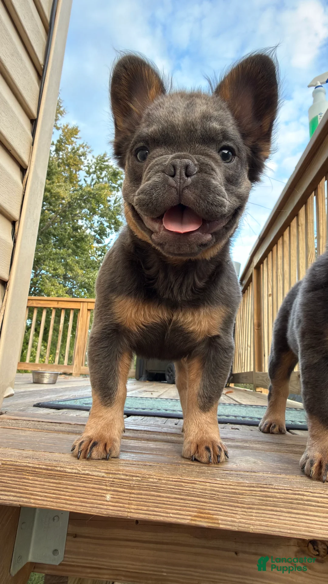 French Bulldog dogs for sale: Seven Jr - Ad 1