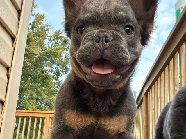 French Bulldog dogs for sale: Seven Jr - Ad 1