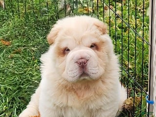 Shar Pei dogs - Ad 1