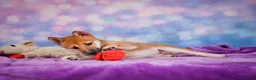 Shiba Inu dogs for sale: Luna - Ad 10