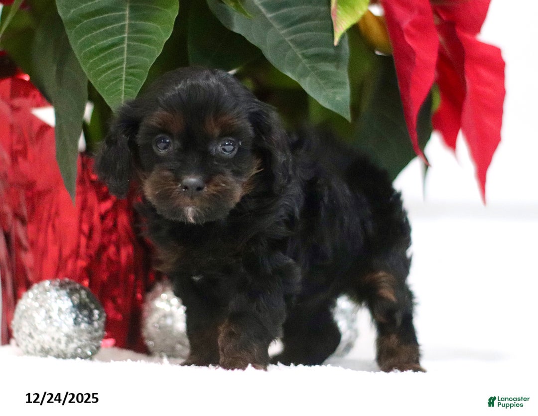 Cavapoo dogs for sale: Ava  - Ad 2