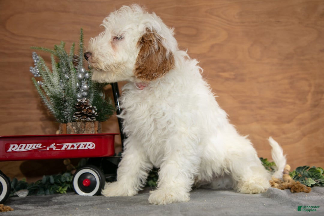 Mini Goldendoodle dogs for sale: Hayes - Ad 3