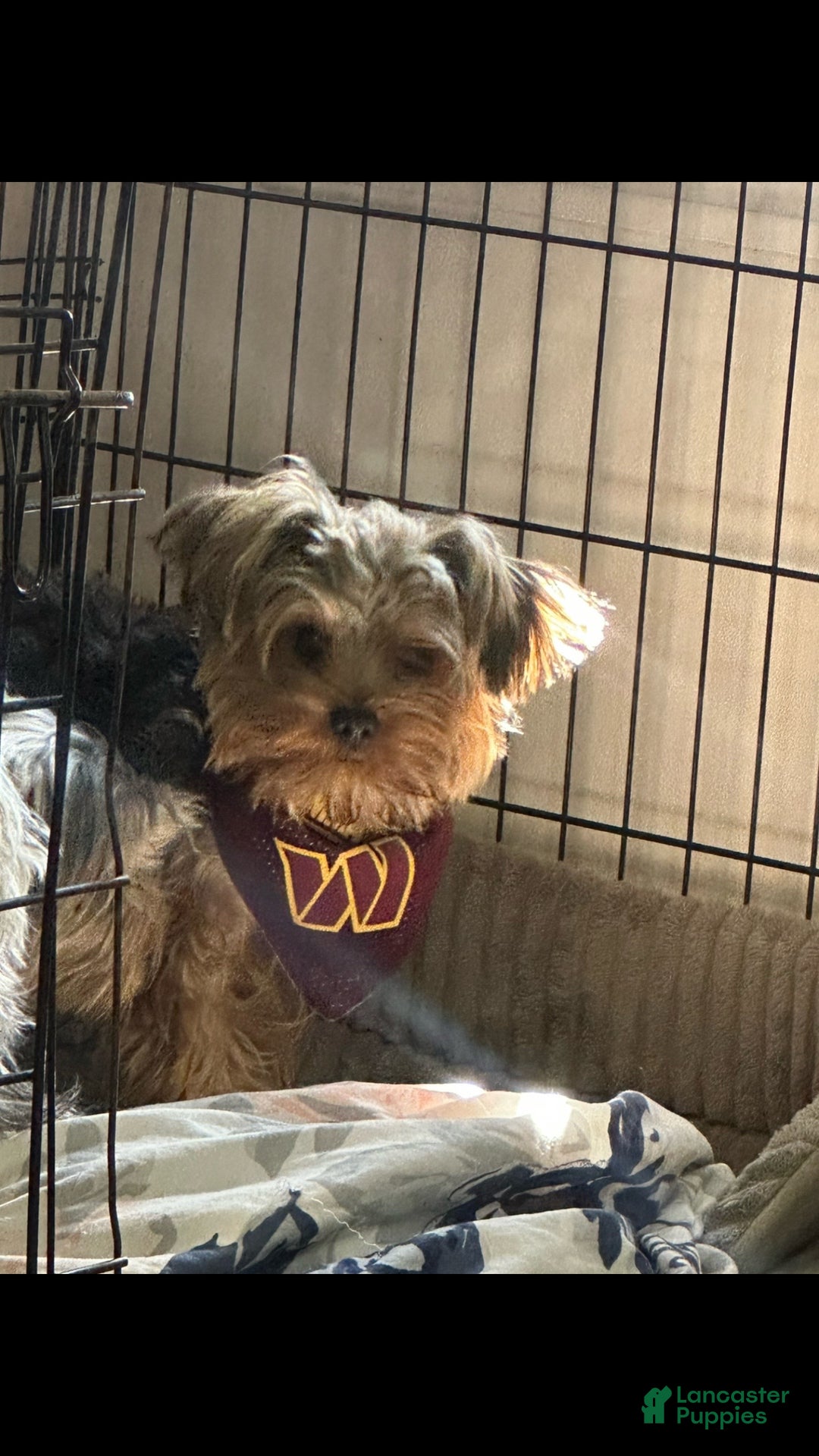 Yorkshire Terrier dogs for sale: Yorkshire Terrier Puppy 1 - Ad 3