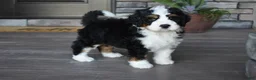 Mini Bernedoodle dogs for sale: Jester - Ad 15