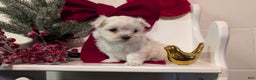 Maltese dogs for sale: Koko - Ad 2