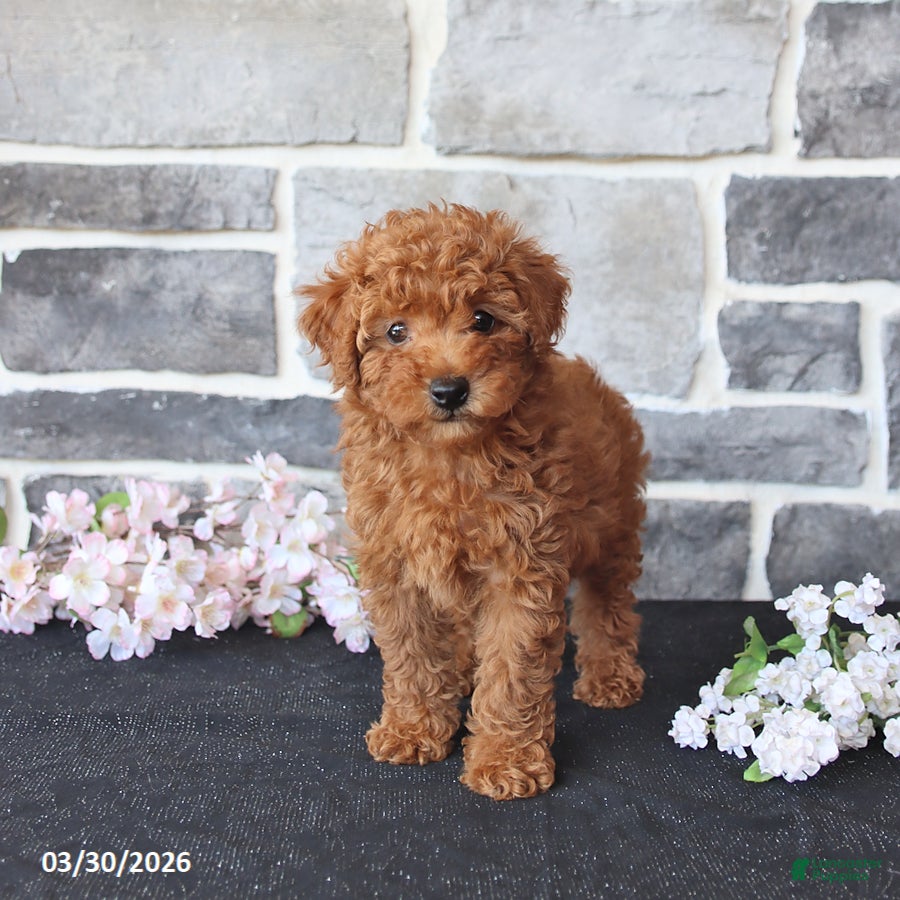 Miniature Poodle dogs Solomon - Ad 1
