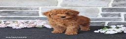 Miniature Poodle dogs for sale: Solomon - Ad 1