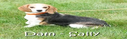 Puggle dogs for sale: Benny - Ad 6