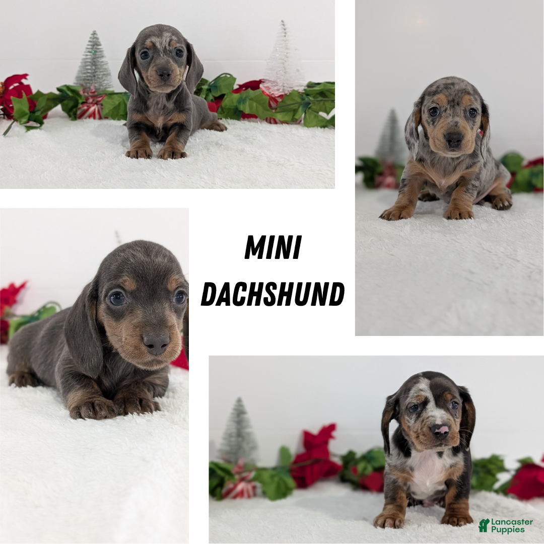 Miniature Dachshund dogs for sale: Xavier - Ad 14