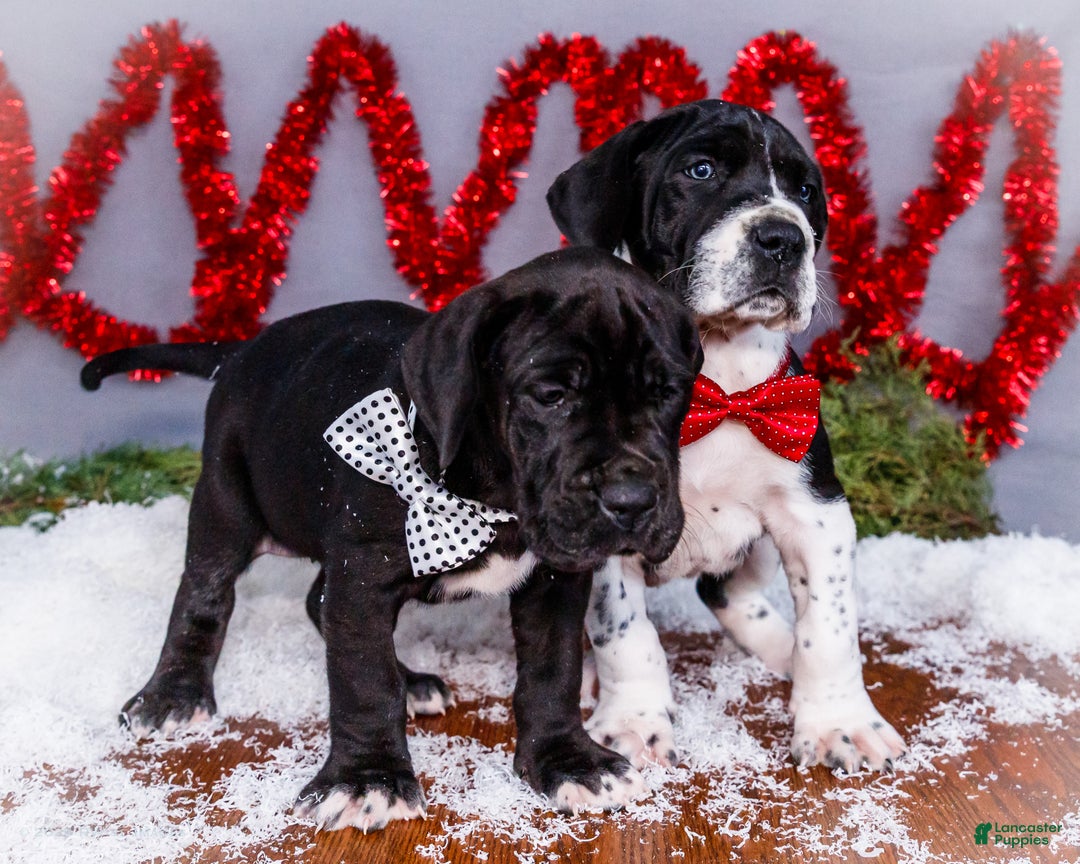 Great Dane dogs for sale: Cookie - Ad 19