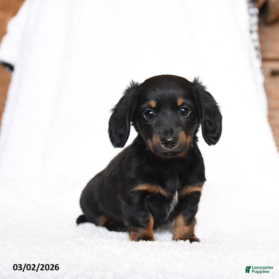 Miniature Dachshund dogs Coco  - Ad 2