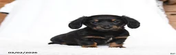 Miniature Dachshund dogs for sale: Coco  - Ad 2